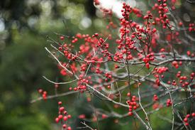 Winterberry holly berries